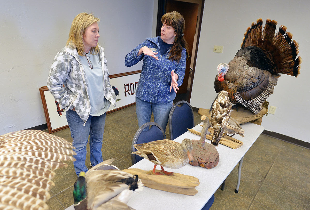 Bird workshop